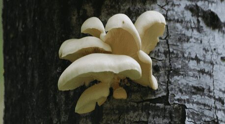 champignon pleurotte
